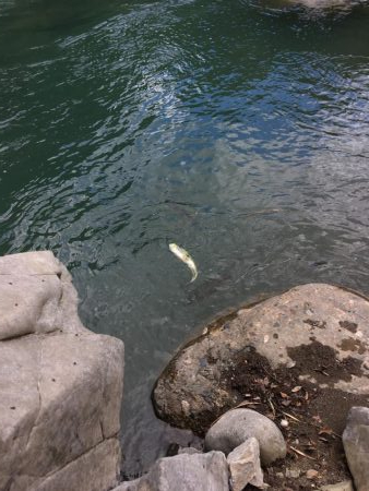 安物S字系でエイトトラップ