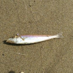 キス釣り釣行　由良川河口（左岸）