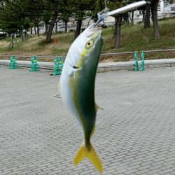 裏切らないツバス