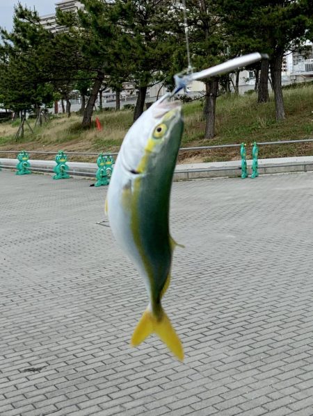 裏切らないツバス