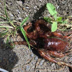 オクトパッシング3連勝!