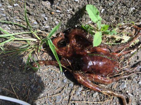 オクトパッシング3連勝！