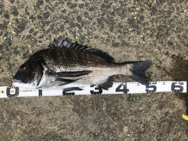 イチノ兄弟、釣果!