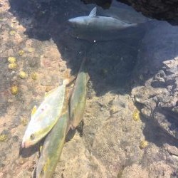 シーバスタックル ブンブン