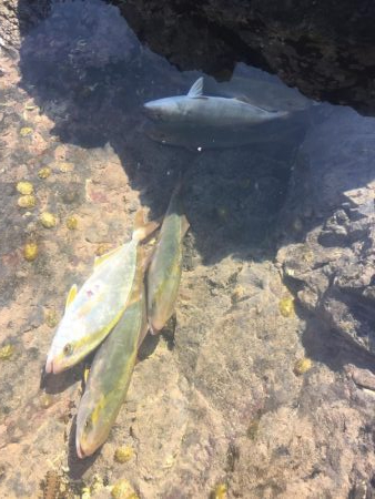 シーバスタックル ブンブン