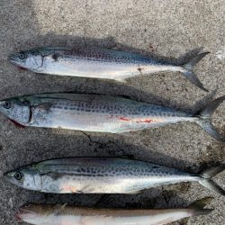 エソからのサゴシが連発、漁港内で有名に⁉︎