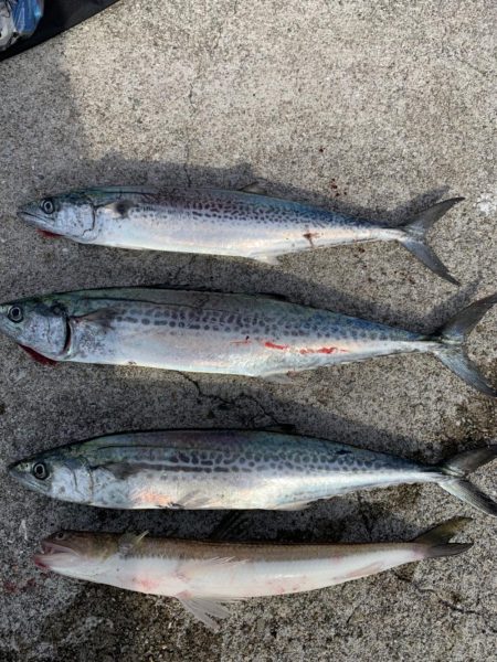 エソからのサゴシが連発、漁港内で有名に⁉︎