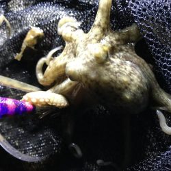 コウイカ、ミミイカ、タコ、ギンポ