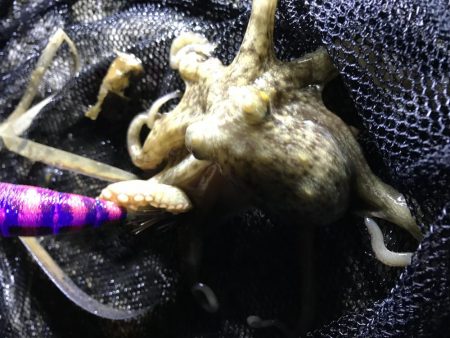 コウイカ、ミミイカ、タコ、ギンポ