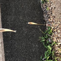 ようやく釣れました。