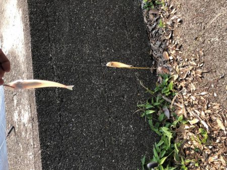 ようやく釣れました。