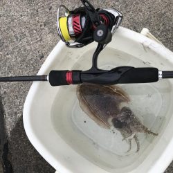 雨降る前にエギング