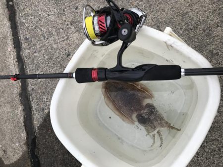 雨降る前にエギング