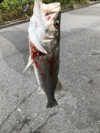 シーバス釣れた！