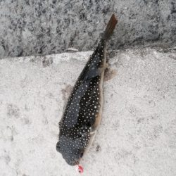 えっ！秋サイズ？