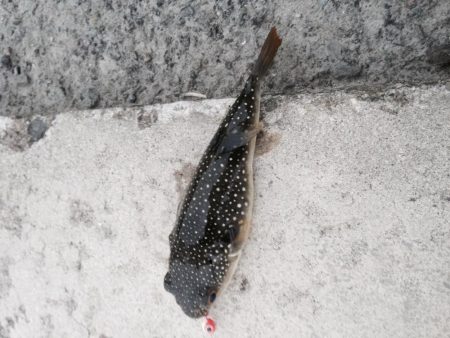 えっ！秋サイズ？