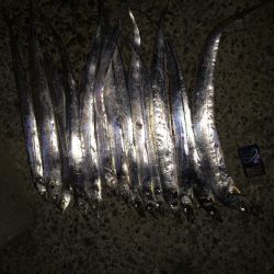 タチウオF3〜4.5本 たくさん釣れた