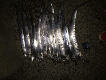 タチウオF3〜4.5本 たくさん釣れた