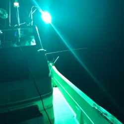 イカの群れゎいずこ？