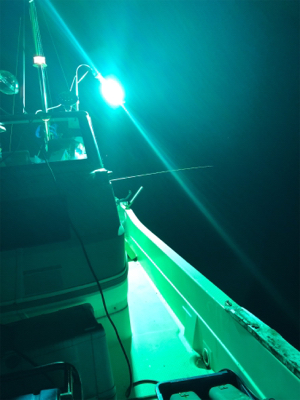 イカの群れゎいずこ？