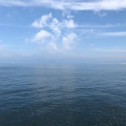 大阪湾ツバス占領?