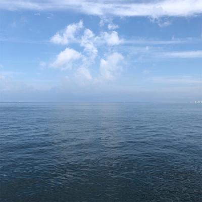 大阪湾ツバス占領?