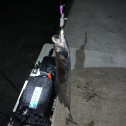 台風一過タチウオ‼︎