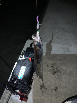台風一過タチウオ‼︎