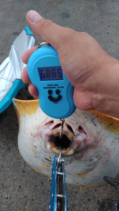 6/15釣果エソとエイ エイは12キロと7キロ