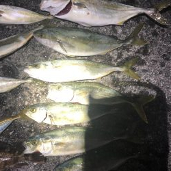 ツバス入れ食い