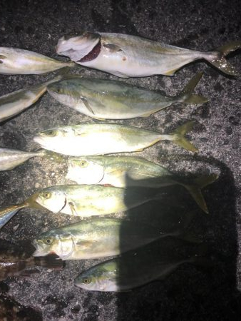 ツバス入れ食い