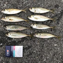 サゴシ釣れてます