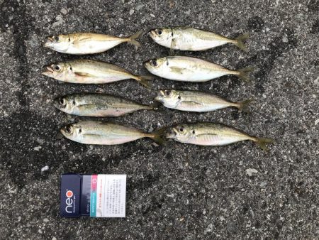 サゴシ釣れてます