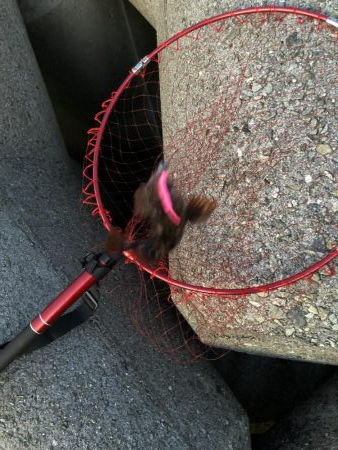 ツバスの口は小さい