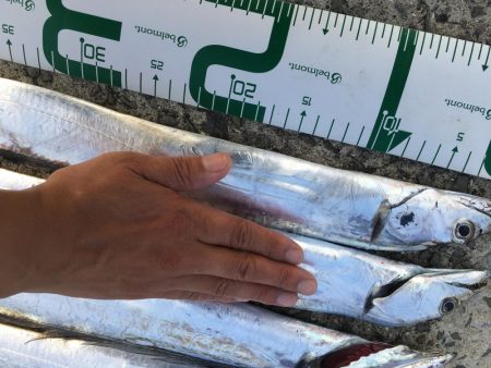 タチウオ全て粒揃い