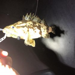 夜の小物釣り