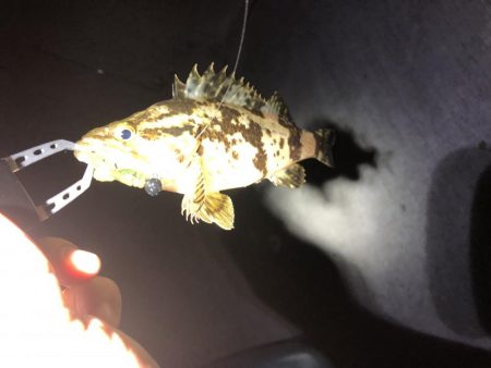 夜の小物釣り