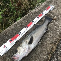 シーバス絶好の波高サーフ