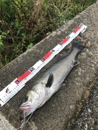 シーバス絶好の波高サーフ