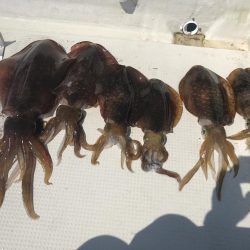 ティップラン 串本 釣果