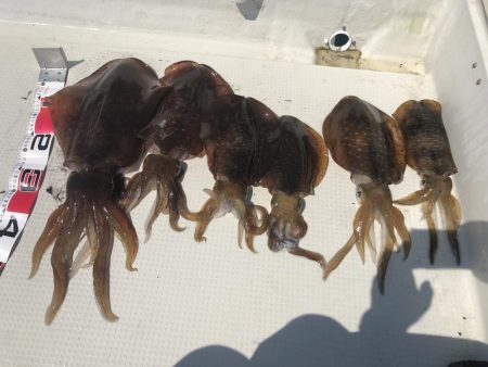 ティップラン 串本 釣果