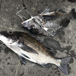 チヌ3匹