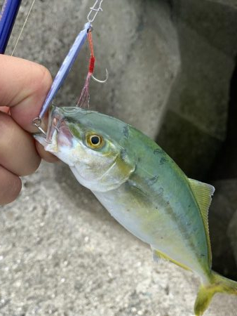 今日はこんなもんやな！