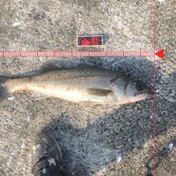 南西風と濁りが吉