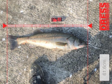 南西風と濁りが吉