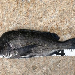 イチノ兄弟、釣果！