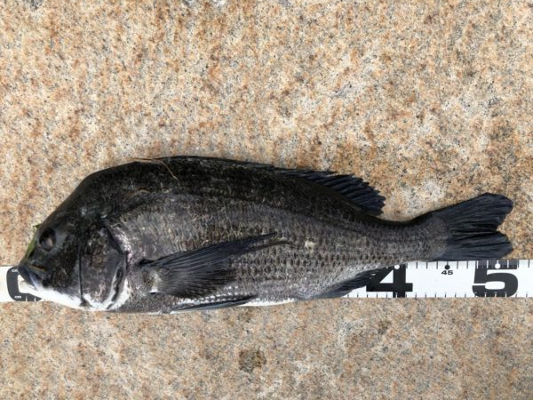 イチノ兄弟、釣果！