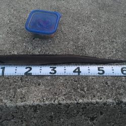 アコウを求めて