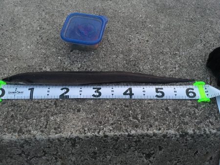 アコウを求めて