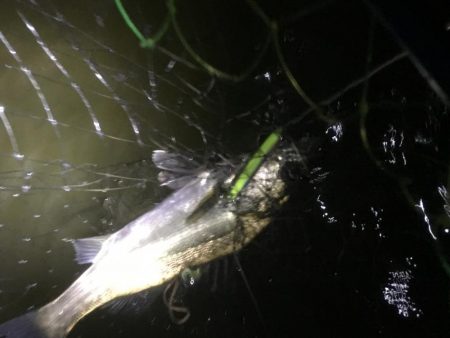 南風がややつよし